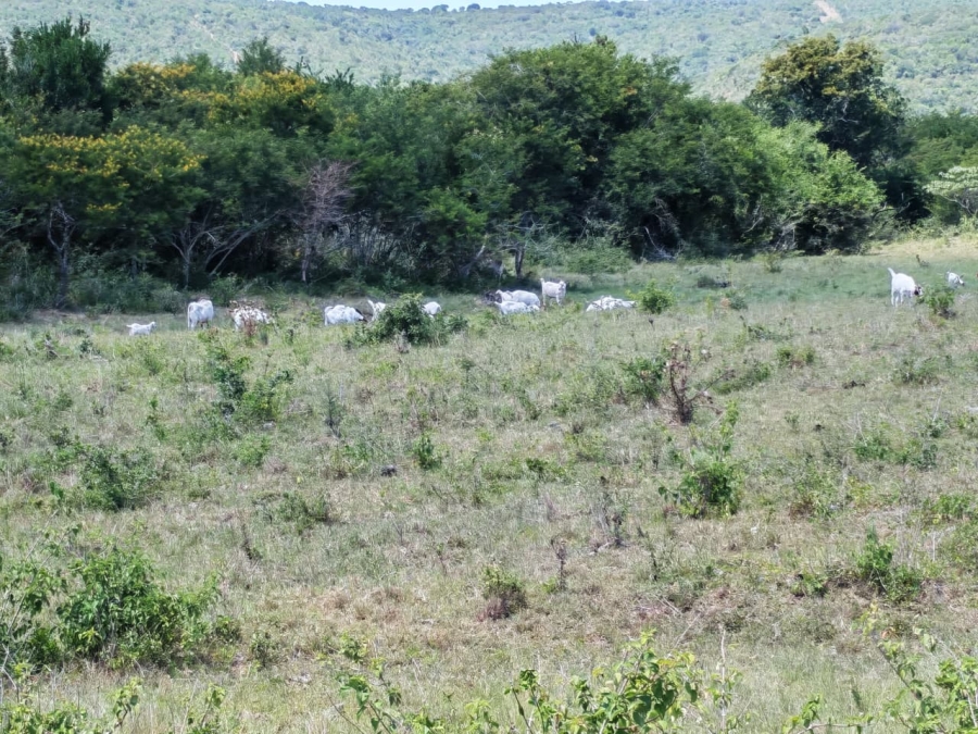 Commercial Property for Sale in Komga Rural Eastern Cape
